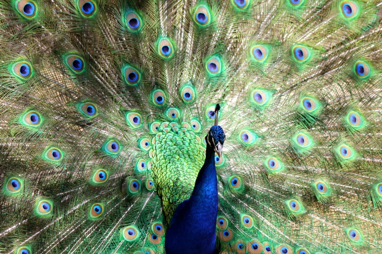 Peacock, love this guy showing off!